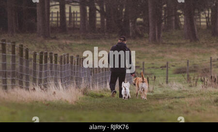 Instagram stil Bild eines Mannes, der seine beiden Hunde durch ein Feld im Regen Stockfoto