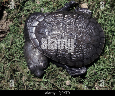 Junge Muster des Gemeinsamen oder Eastern long-necked Turtle (Chelodina longicollis) Stockfoto