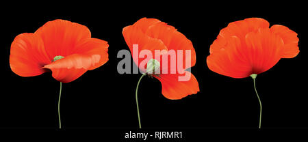 Drei rote Mohn Blumen Zusammensetzung auf dem schwarzen Hintergrund isoliert Stockfoto