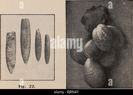 . Australasian Fossilien, einem Studenten' Handbuch der Paläontologie. Paläontologie. 56 AUSTRALASIAN FOSSILIEN. Gruppe waren die Trilobiten, beginnend in Cambrian Zeiten, und von denen gibt es eine gute Vertreter der Serie in der australischen Felsen. Bleibt der Krabben und Hummer sind in den verschiedenen Cainozoic Ablagerungen in Australien (Bild gefunden. 20), und auch im Jura, in anderen Teilen der Welt. Mollusca. - Der schulp Fisch Gruppe (Cephalo-poda, "Kopf-footedJ")? Ist gut vertreten durch die Nautilus, sondern gerade Orthoceras Schalen com-mencing im ordovizium Zeiten, und in späteren Perioden, von der schönen, c Stockfoto