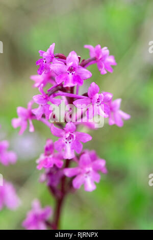 4-getupft Orchidee Orchis quadripunctata, Matera, Basilikata, Italien Stockfoto