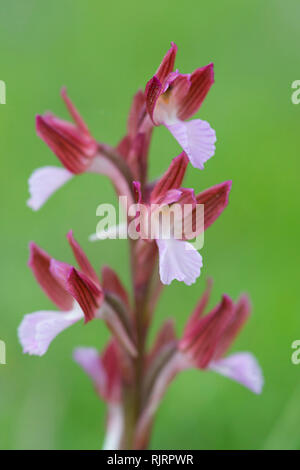 Schmetterling Orchidee, Orchis papilionacea, Matera, Italien, Europa Stockfoto