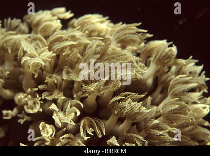 Winkende hand Coral (Anthelia sp.) Stockfoto