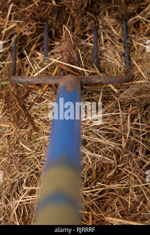 Pitch Gabel in Stroh aus Benutzer Sicht Stockfoto