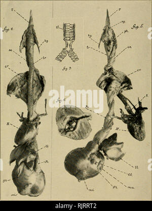 . Die auk. Vögel. Die auk, Bd. XXXII. Platte VI. Anatomie der Passagier Taube.. Bitte beachten Sie, dass diese Bilder sind von der gescannten Seite Bilder, die digital für die Lesbarkeit verbessert haben mögen - Färbung und Aussehen dieser Abbildungen können nicht perfekt dem Original ähneln. extrahiert. American Ornithologists' Union. Washington, DC: American Ornithologists' Union, etc. Stockfoto