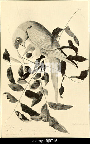 . Die Audubon naturalist; eine Geschichte seines Lebens und seiner Zeit. Audubon, John James, 1785-1851. Frühe UNVERÖFFENTLICHTE ZEICHNUNG IN WASSER - FARBE DER CAROLINA PAPAGEI, AUF ZWEIG DES HICKORY, vom "HENDERSON, 9. Juni 1811." DAS ORIGINAL TRÄGT DEN HINWEIS: "ABKLATSCH DER FARBE, DIE NATÜRLICHE VOGEL EXTREM wird glänzend und reich." Veröffentlicht mit freundlicher Genehmigung von Herrn Joseph Y. Jeanes.. Bitte beachten Sie, dass diese Bilder aus gescannten Seite Bilder, die digital für die Lesbarkeit verbessert haben mögen - Färbung und Aussehen dieser Abbildungen können nicht genau mit dem beschäftigungsprojekt ähneln extrahiert werden Stockfoto