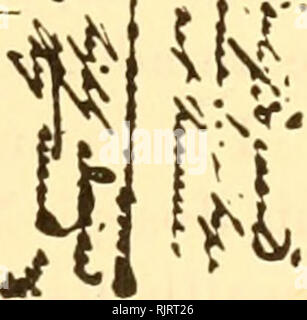 . Die Audubon naturalist; eine Geschichte seines Lebens und seiner Zeit. Audubon, John James, 1785-1851. * S. TEIL DER BRIEF VON CHARLES LUCIEST BONAPARTE zu AUDUBONf TANUARY 10, 1829. Von der Howland MSS. Agent in diesem Hafen. Die Herren F. &Amp; A. Filuchs.(?) Ich werde ein guter Aussichtspunkt für die extrem ängstlich Ihre neue Nummer zu sehen. Ich sollte nie getan, wenn ich [zu] [Wiederholen Sie alle loben ihre Arbeit b}' unsere italienischen Künstler & Amp; Männer der Wissenschaft gegeben wurde]! . . Ich möchte nur, dass auf meinen Teil bevorzuge ich die Platte des Goldfinches zu jedem anderen, Vögeln und Pflanzen, die das Leben selbst;&amp;, dass ich Stockfoto