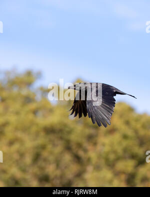 Kolkrabe, Corvus Corax in der Wildnis fliegen mit Bäumen und blauen Himmel im Hintergrund Stockfoto