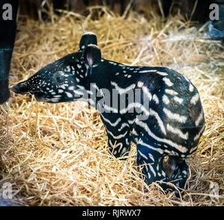 Edinburgh, Großbritannien. 7 Feb, 2019. Edinburgh Zoo feiert die Geburt eines Malayan Tapir Kalb. Dem noch namenlosen Tier am 1. Februar 2019 geboren war und ist ein Erfolg für die gefährdeten Arten mit weniger als 2500 in freier Wildbahn. Die malayan Tapir Bevölkerung ist stark fragmentiert und in der ernsten Rückgang, vor allem aufgrund der großflächigen Abholzung, wachsende Betriebe und unkontrollierten illegalen Holzeinschlag. Credit: Andy Catlin/Alamy leben Nachrichten Stockfoto