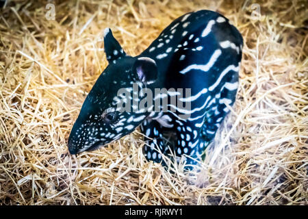 Edinburgh, Großbritannien. 7 Feb, 2019. Edinburgh Zoo feiert die Geburt eines Malayan Tapir Kalb. Dem noch namenlosen Tier am 1. Februar 2019 geboren war und ist ein Erfolg für die gefährdeten Arten mit weniger als 2500 in freier Wildbahn. Die malayan Tapir Bevölkerung ist stark fragmentiert und in der ernsten Rückgang, vor allem aufgrund der großflächigen Abholzung, wachsende Betriebe und unkontrollierten illegalen Holzeinschlag. Credit: Andy Catlin/Alamy leben Nachrichten Stockfoto