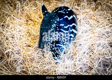 Edinburgh, Großbritannien. 7 Feb, 2019. Edinburgh Zoo feiert die Geburt eines Malayan Tapir Kalb. Dem noch namenlosen Tier am 1. Februar 2019 geboren war und ist ein Erfolg für die gefährdeten Arten mit weniger als 2500 in freier Wildbahn. Die malayan Tapir Bevölkerung ist stark fragmentiert und in der ernsten Rückgang, vor allem aufgrund der großflächigen Abholzung, wachsende Betriebe und unkontrollierten illegalen Holzeinschlag. Credit: Andy Catlin/Alamy leben Nachrichten Stockfoto