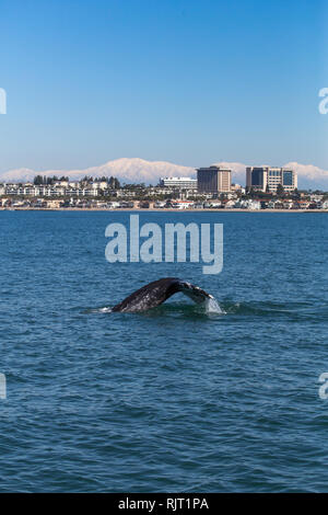 Eine junge Grauwale Oberflächen vor der Küste von Newport Beach Kalifornien während einer Walbeobachtungsfahrt im Winter 2019 mit der schneebedeckten San Gabriel Mountains im Hintergrund Stockfoto