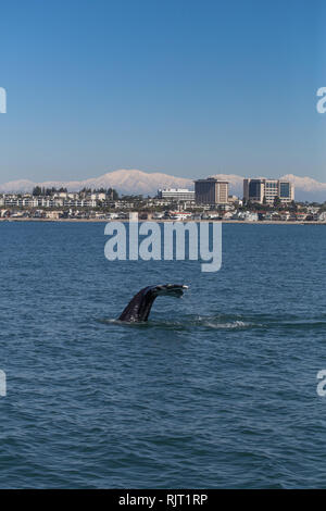 Eine junge Grauwale Oberflächen vor der Küste von Newport Beach Kalifornien während einer Walbeobachtungsfahrt im Winter 2019 mit der schneebedeckten San Gabriel Mountains im Hintergrund Stockfoto