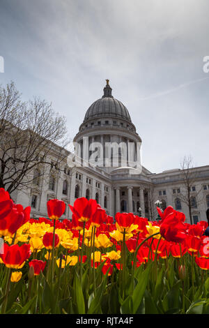 MADISON, WISCONSIN - 10. Mai 2014: Die roten und gelben Tulpen blühen vor der Hauptstadt Gebäude in Madison, WI am 10. Mai 2014. Stockfoto