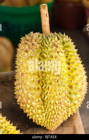 Exotische tropische Früchte Durian auf der Straße Markt/Thai Früchte: Durian, die umstrittene König von tropischen Früchten/Asien Stockfoto