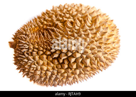 Exotische tropische Früchte Durian auf weißem Hintergrund/Thai Früchte: Durian, die umstrittene König von tropischen Früchten/Asien Stockfoto