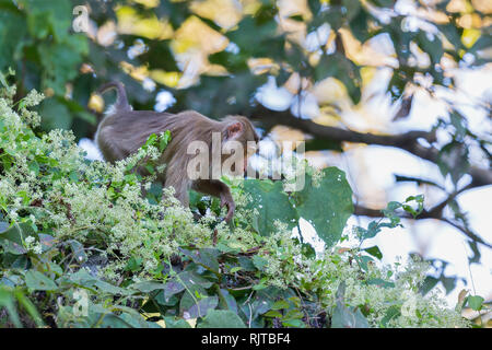 Northern Schwein-tailed Macaque oder Macaca Leonina in Gibbon Wildlife Sanctuary Assam North East India Stockfoto