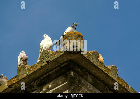 An einem sonnigen Herbsttag auf einem steinernen Einfassung des Dach eines mittelalterlichen Gebäudes erwärmt eine Gruppe von wilden Tauben Stockfoto