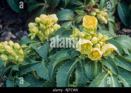 Nahaufnahme der Helleborus argutifolius oder Korsische nieswurz Eine winterharte immergrüne Staude mit hellgrünen Blüten im Winter und frühen Frühling Stockfoto