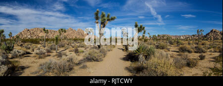 Joshua Tree Nationalpark Stockfoto