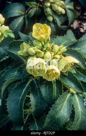 Nahaufnahme der Helleborus argutifolius oder Korsische nieswurz Eine winterharte immergrüne Staude mit hellgrünen Blüten im Winter und frühen Frühling Stockfoto