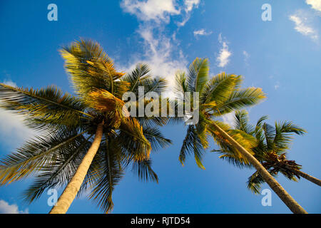 Exquisite Sonnenuntergang bei Turtle Beach, Tobago Stockfoto