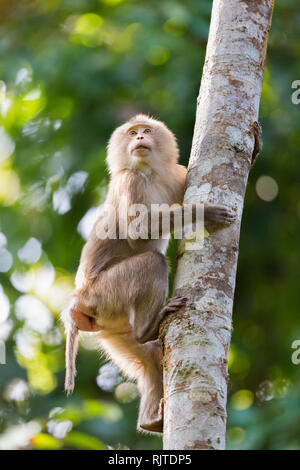 Northern Schwein-tailed Macaque oder Macaca Leonina in Gibbon Wildlife Sanctuary Assam North East India Stockfoto