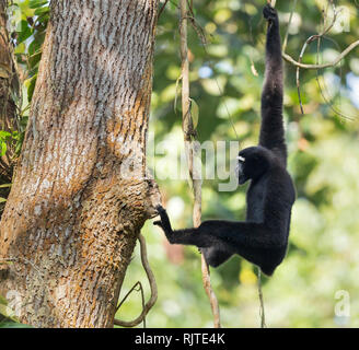 Western Hoolock Gibbon oder Hoolock hoolock gefährdeten Arten in Assam Indien Stockfoto