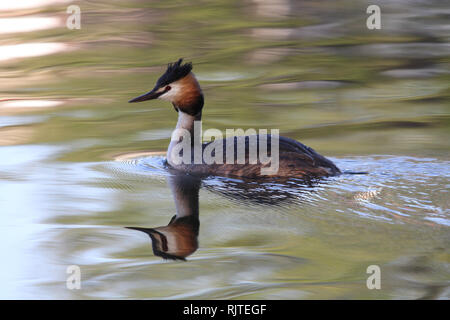 Haubentaucher schwimmen auf einem Teich mit weichen Farben und schönen Reflexion Stockfoto