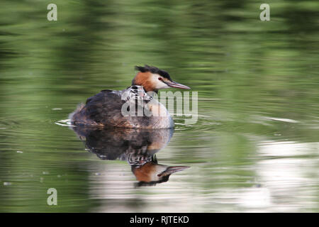 Küken eines Haubentaucher auf der Rückseite seines übergeordneten Schwimmen auf einem Teich Stockfoto