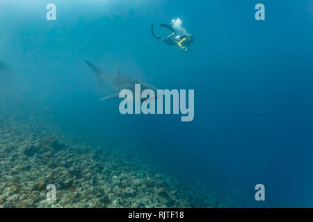 Taucher fotografiert Walhaie entlang des Riffs Stockfoto