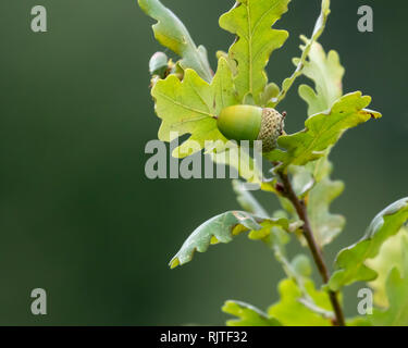 Wachsende grüne Acorn auf einer Eiche Baum mit grünen Blättern auf grünem Hintergrund isoliert Stockfoto