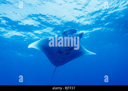 Nahaufnahme des riesigen Mantarochen Bauch und Schwanz wie es gleitet in der Nähe der Oberfläche des Wassers Stockfoto