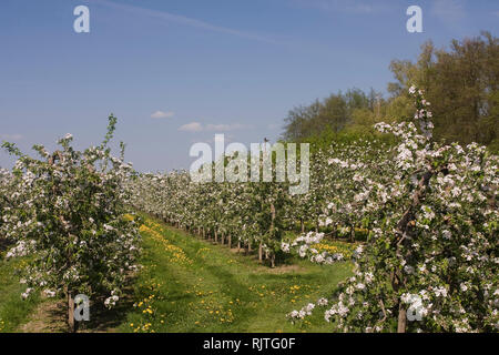 Apfelblüte, neue Obstplantage, junge Bäume, Altes Landfläche, Obst-produzierenden Region, Jork, Niedersachsen, Deutschland, Europa Stockfoto