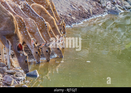 Spotted Deer Herde Trinkwasser Ranthambhore Nationalpark Rajasthan Indien Stockfoto