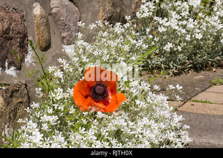 Mais Mohn (Papaver rhoeas) im Treppenviertel auf dem Süllberg, Blankenese, Hamburg, Deutschland, Europa Stockfoto