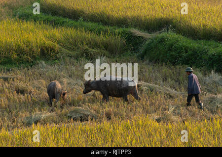 Asien, Asien, Südostasien, Vietnam, Nord, lokalen Bauern mit Ox Stockfoto