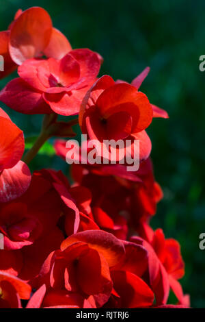 In der Nähe von schönen roten Begonia Blüten Stockfoto