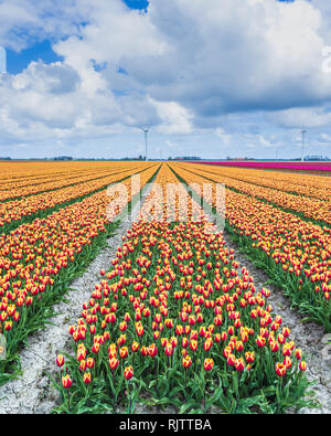 Ein Feld der Tulpen mit Windkraftanlagen im Hintergrund. North Holland Niederlande Europa Stockfoto