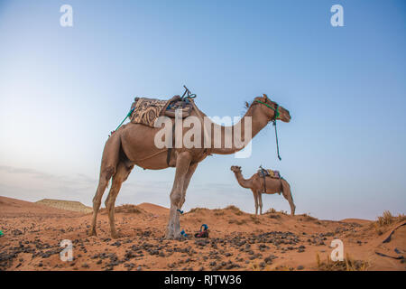 Zwei Kamele in der Wüste von Merzouga, Marokko Sahara Stockfoto