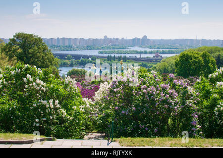 Kuppeln der Vydubychi Kloster unter vielen blühenden Flieder und frische grüne Laub auf dem Hintergrund der Dnipro River, Brücke und Wohnhaus Stockfoto