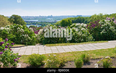 Kuppeln der Vydubychi Kloster unter vielen blühenden Flieder und frische grüne Laub auf dem Hintergrund der Dnipro River, Brücke und Wohnhaus Stockfoto