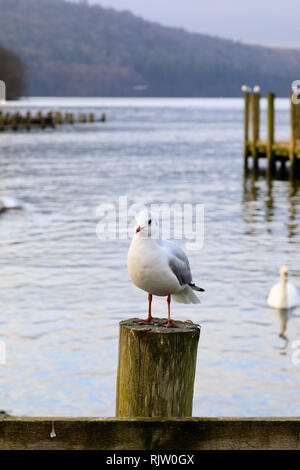 Einsame Möwe sitzend auf einem Steg post, Bowness on Windermere, Lake District, Cumbria, England Stockfoto