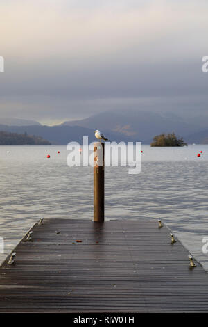 Einsame Möwe sitzend auf einer Post, Bowness on Windermere, Lake District, Cumbria, England Stockfoto