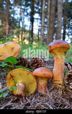 Lärche Bolete Pilze, oder Suillus grevillei, leckere essbare Pilze in der Natur, im Wald, unter Lärche Baum, vertikale Ausrichtung Stockfoto