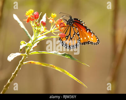 Ein Monarch Butterfly Fütterung auf orange Blumen. Stockfoto