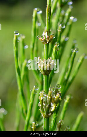 Tautropfen auf die Blätter eines Ackerschachtelhalm (Equisetum arvense), grünen Hintergrund mit Platz für den Text kopieren Stockfoto