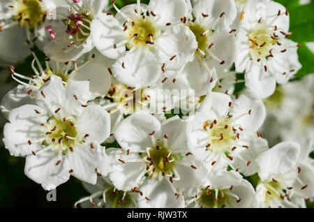 Nahaufnahme - Weißdorn (Crataegus laevigata) Blumen Hintergrund, full frame Stockfoto