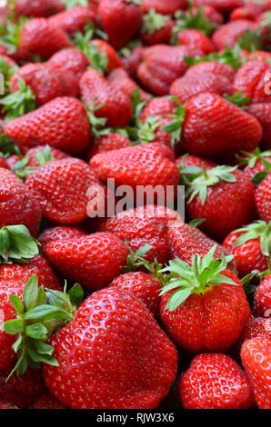 Viele Erdbeeren auf einem Haufen, Makroaufnahme mit einer geringen Tiefenschärfe Stockfoto