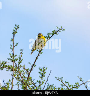 Eine gelbe Fassade, Kanarischen thront in einem Baum im südlichen afrikanischen Savanne Stockfoto